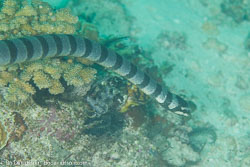 BD-111127-Raja-Ampat-5392-Laticauda-colubrina-(Schneider.-1799)-[Yellow-lipped-sea-krait].jpg